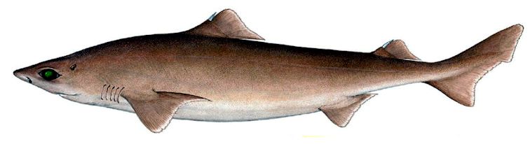 Centrophorus uyato_03.jpg